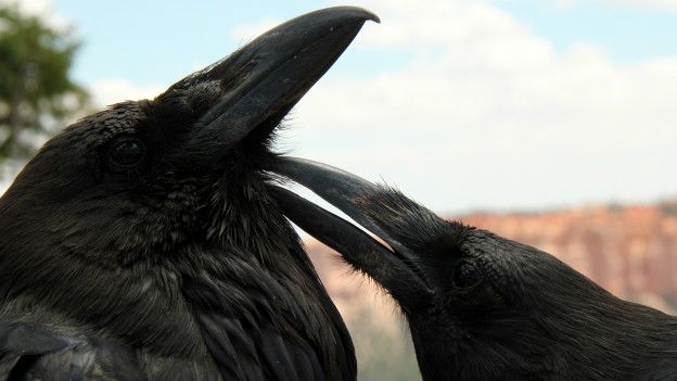 Ölüsüne sahip çıkabilen kuş türleri