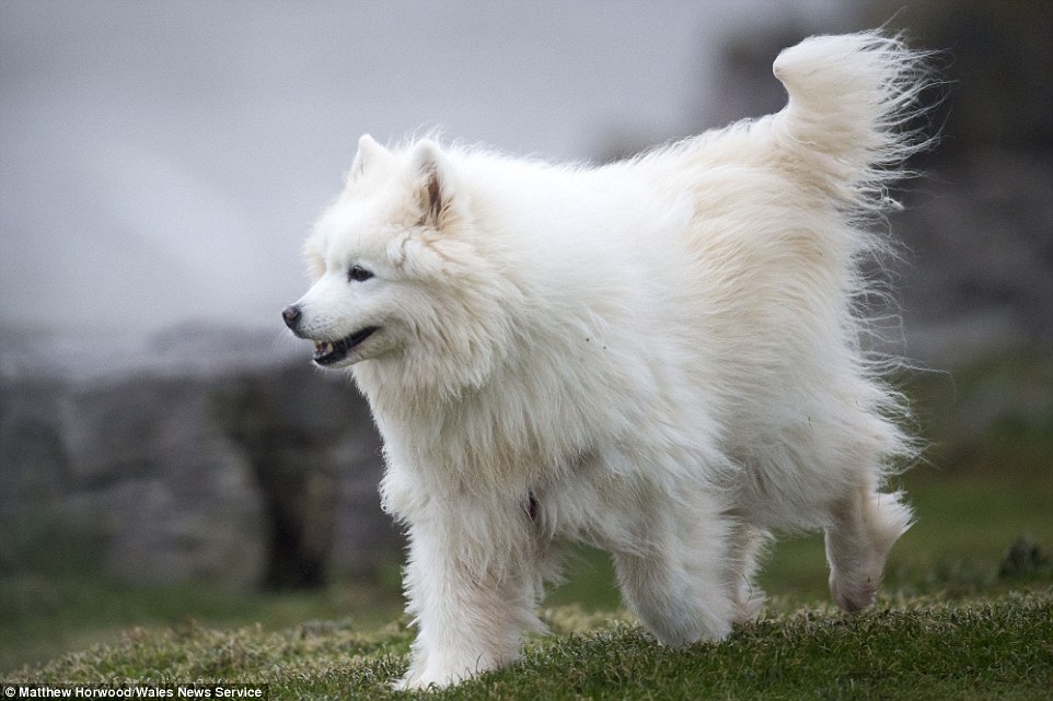 A dog struggles in the strong winds as he is taken on a walk in Porthcawl, as Storm Clodagh batters the western coast bringing strong winds and heavy rain