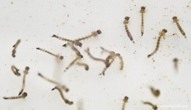 Could Zika virus be death knell for the Olympics? Could Zika virus be death knell for the Olympics?