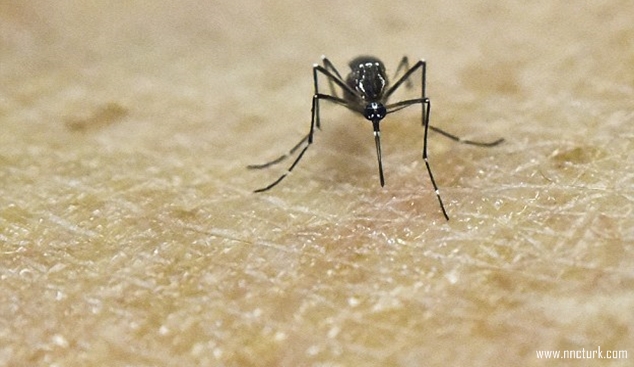 Could Zika virus be death knell for the Olympics? Could Zika virus be death knell for the Olympics?
