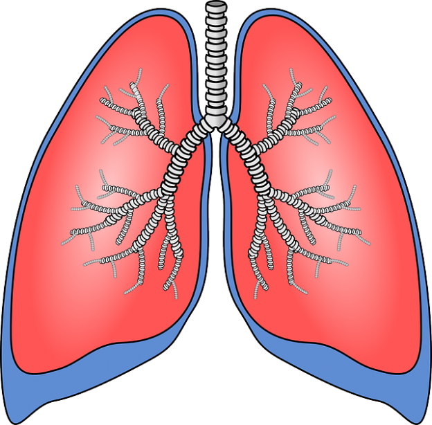 SAĞLIK - TIP: Solunum sistemi hastalıkları Akciğerler ile tanışın