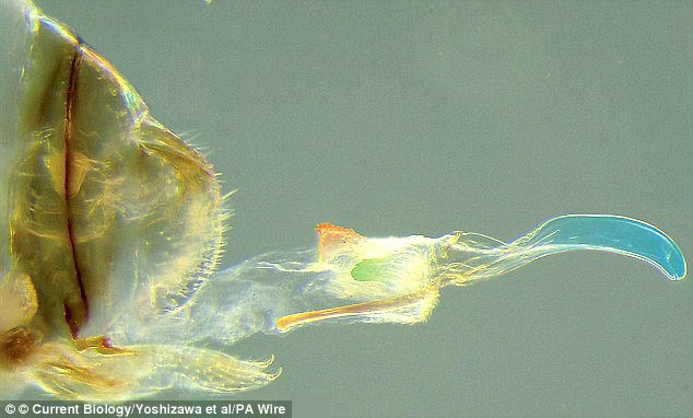 Science: When female animals develop a 'penis' Science: When female animals develop a 'penis'