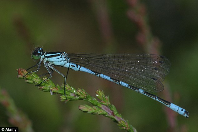 Science: When female animals develop a 'penis' Science: When female animals develop a 'penis'