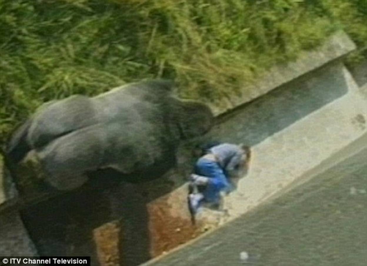 The Cincinnati Zoo shot and killed the 17-year-old gorilla after the boy fell into the gorilla exhibit moat on Saturday The Cincinnati Zoo shot and killed the 17-year-old gorilla after the boy fell into the gorilla exhibit moat on Saturday