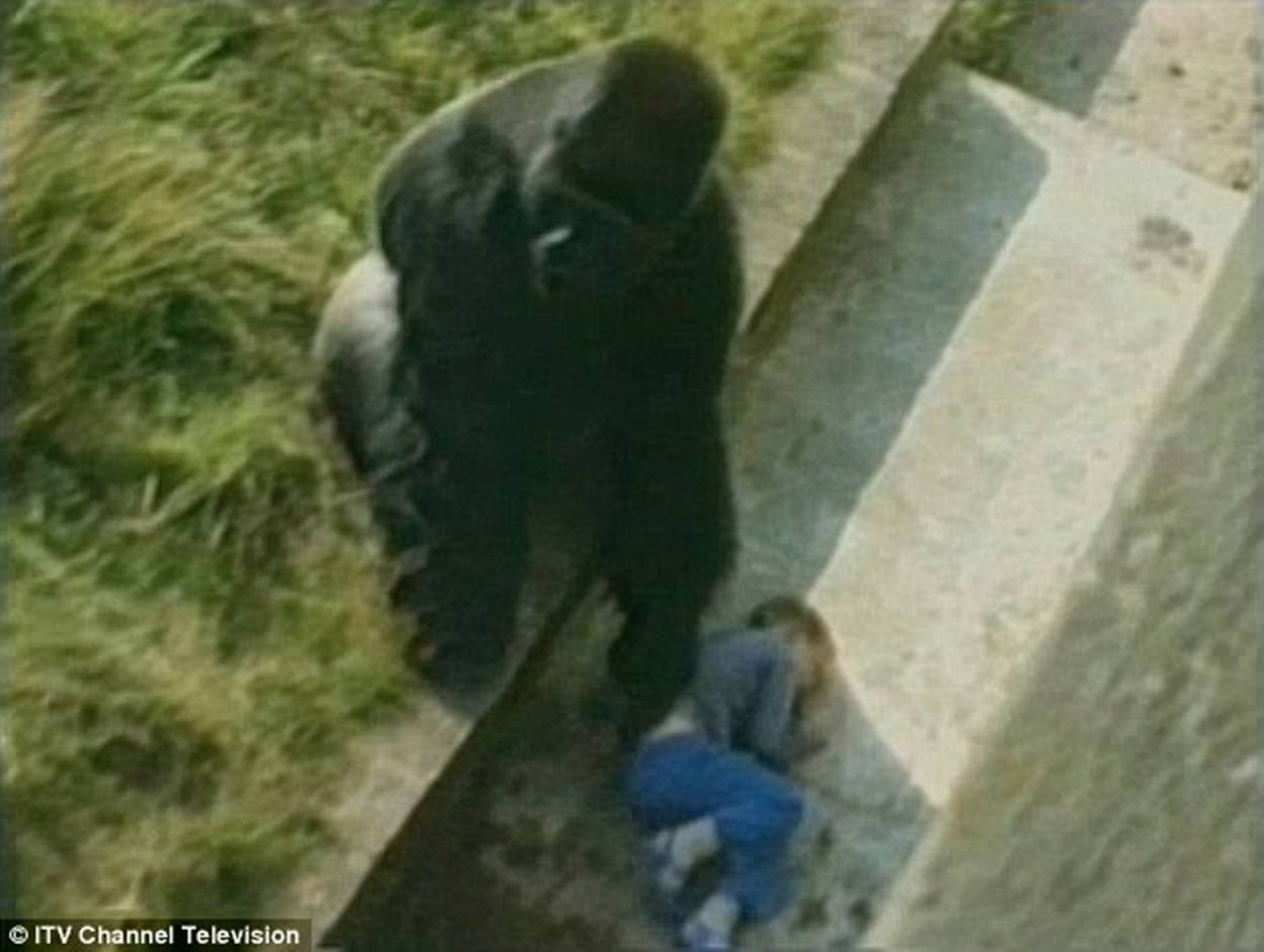 The Cincinnati Zoo shot and killed the 17-year-old gorilla after the boy fell into the gorilla exhibit moat on Saturday The Cincinnati Zoo shot and killed the 17-year-old gorilla after the boy fell into the gorilla exhibit moat on Saturday