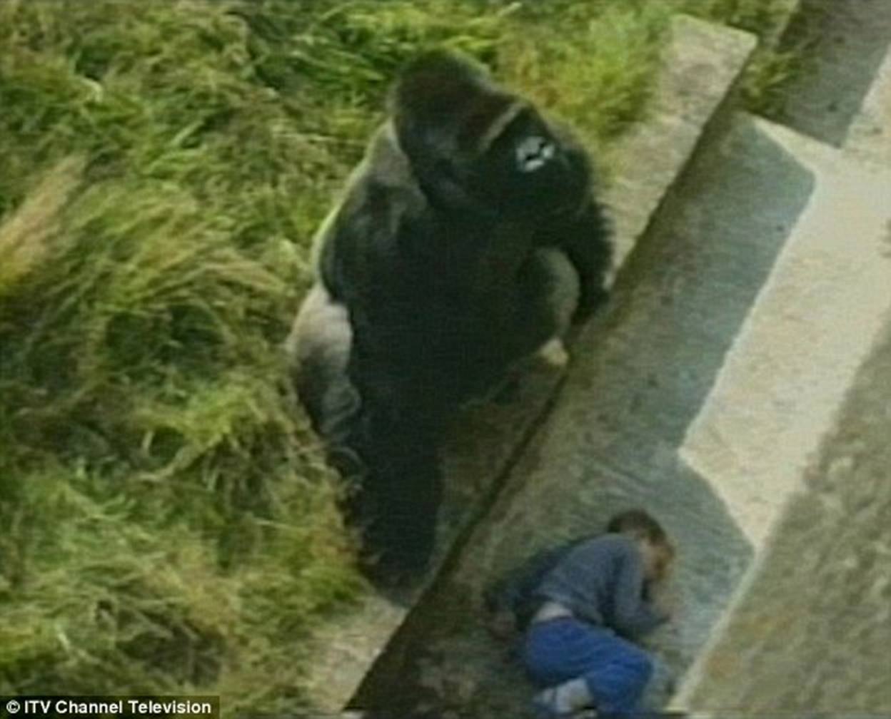 The Cincinnati Zoo shot and killed the 17-year-old gorilla after the boy fell into the gorilla exhibit moat on Saturday The Cincinnati Zoo shot and killed the 17-year-old gorilla after the boy fell into the gorilla exhibit moat on Saturday