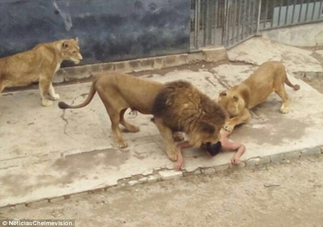WARNING: Naked man suicide attempt in lion enclosure WARNING: Naked man suicide attempt in lion enclosure