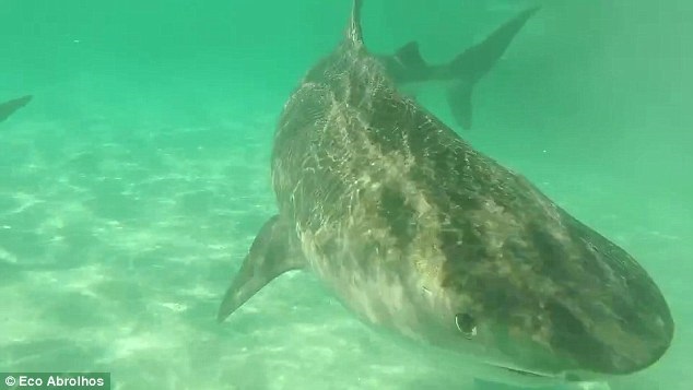 Incredible drone footage as 70 huge tiger sharks tear apart a dead whale in crystal clear water off the Australian coast Incredible drone footage as 70 huge tiger sharks tear apart a dead whale in crystal clear water off the Australian coast