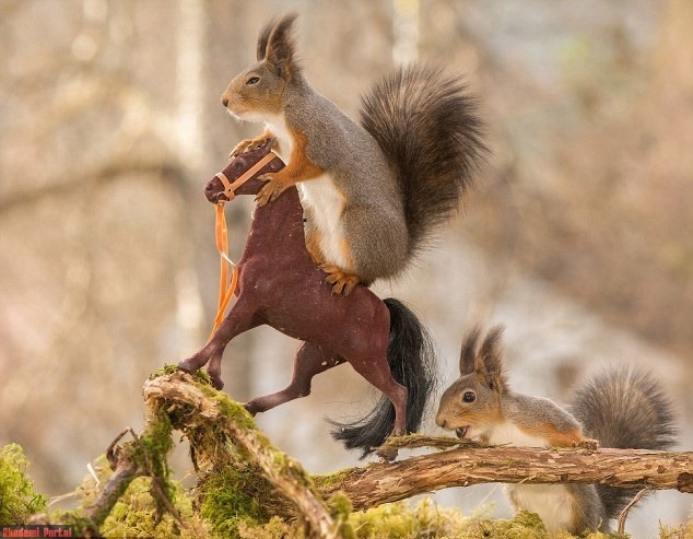 The squirrels love horsing Cheeky rodents love playing toy animals The squirrels love horsing Cheeky rodents love playing toy animals