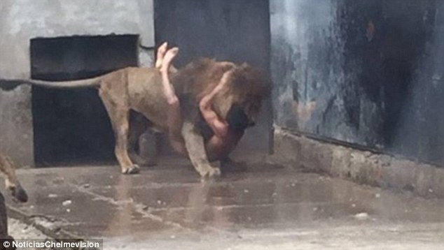 WARNING: Naked man suicide attempt in lion enclosure WARNING: Naked man suicide attempt in lion enclosure