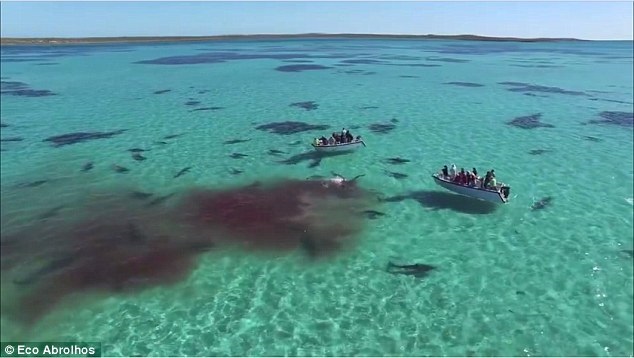Incredible drone footage as 70 huge tiger sharks tear apart a dead whale in crystal clear water off the Australian coast Incredible drone footage as 70 huge tiger sharks tear apart a dead whale in crystal clear water off the Australian coast