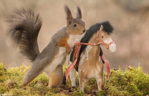 The squirrels love horsing Cheeky rodents love playing toy animals The squirrels love horsing Cheeky rodents love playing toy animals