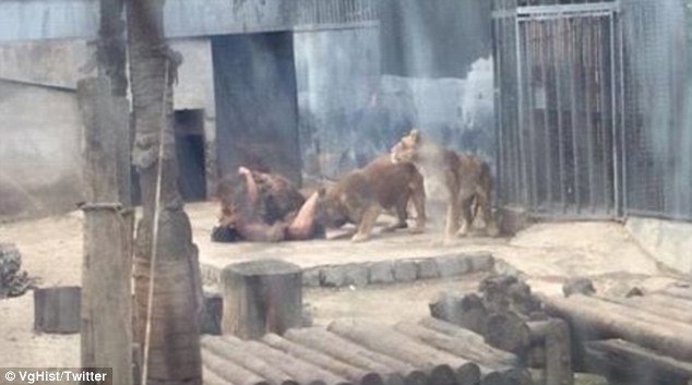 WARNING: Naked man suicide attempt in lion enclosure WARNING: Naked man suicide attempt in lion enclosure