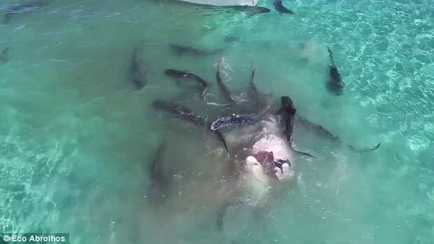 Incredible drone footage as 70 huge tiger sharks tear apart a dead whale in crystal clear water off the Australian coast Incredible drone footage as 70 huge tiger sharks tear apart a dead whale in crystal clear water off the Australian coast
