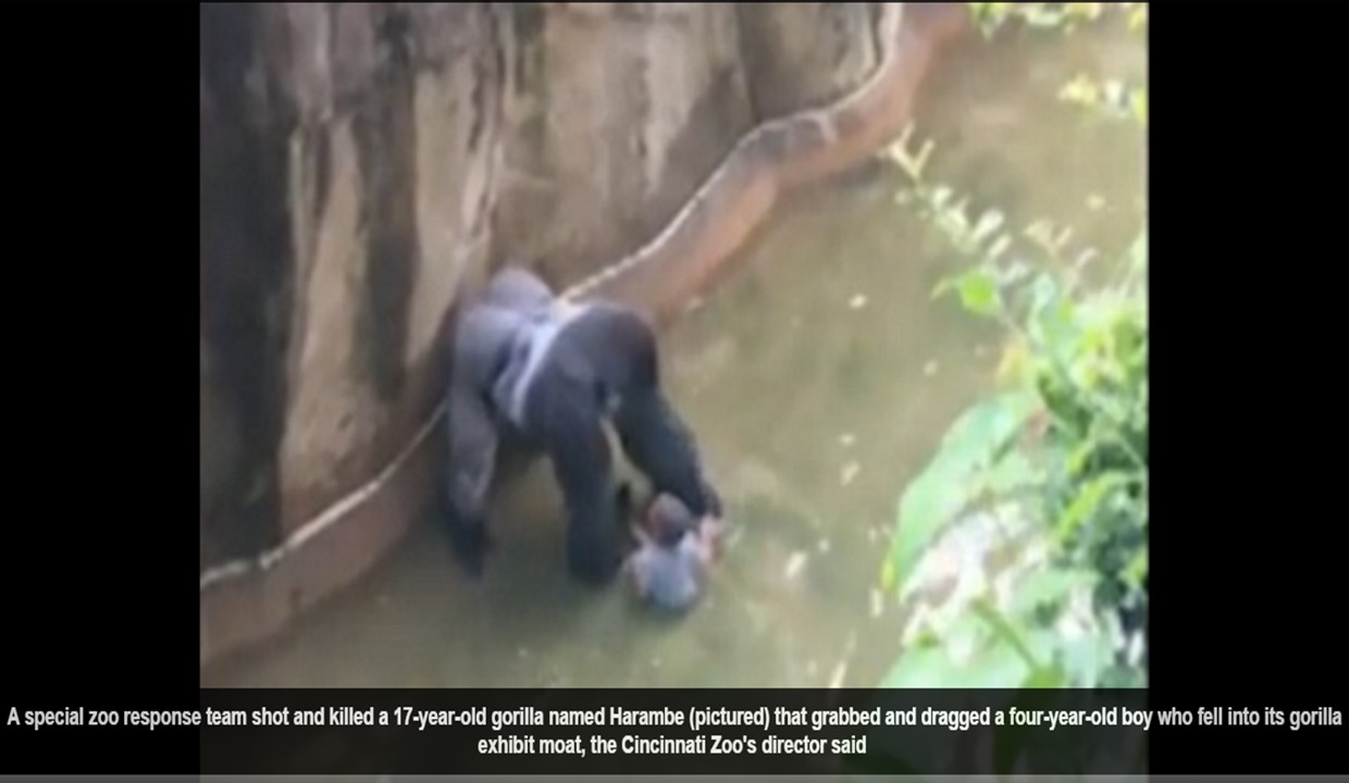 The Cincinnati Zoo shot and killed the 17-year-old gorilla after the boy fell into the gorilla exhibit moat on Saturday The Cincinnati Zoo shot and killed the 17-year-old gorilla after the boy fell into the gorilla exhibit moat on Saturday