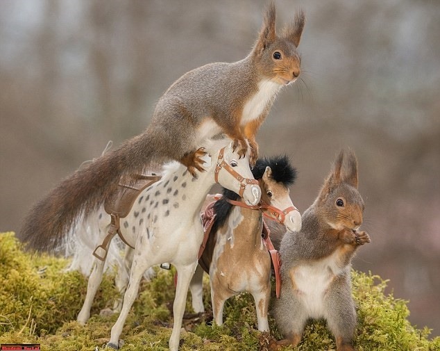 The squirrels love horsing Cheeky rodents love playing toy animals The squirrels love horsing Cheeky rodents love playing toy animals