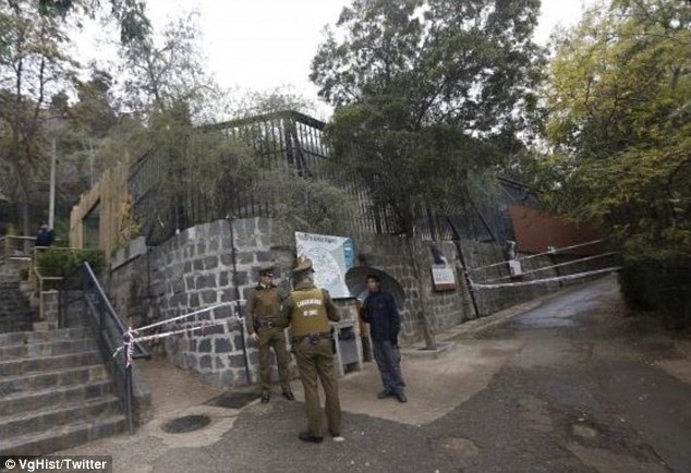 WARNING: Naked man suicide attempt in lion enclosure WARNING: Naked man suicide attempt in lion enclosure