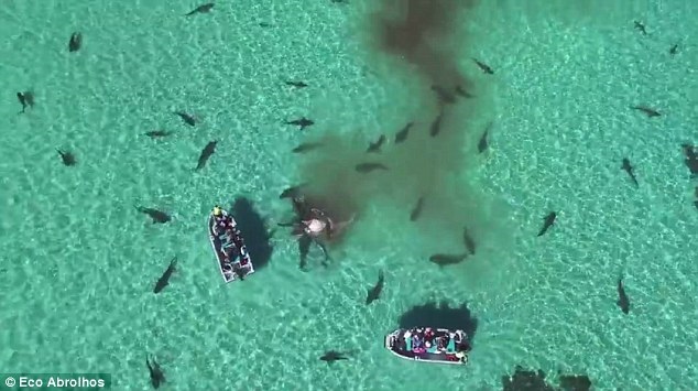 Incredible drone footage as 70 huge tiger sharks tear apart a dead whale in crystal clear water off the Australian coast Incredible drone footage as 70 huge tiger sharks tear apart a dead whale in crystal clear water off the Australian coast