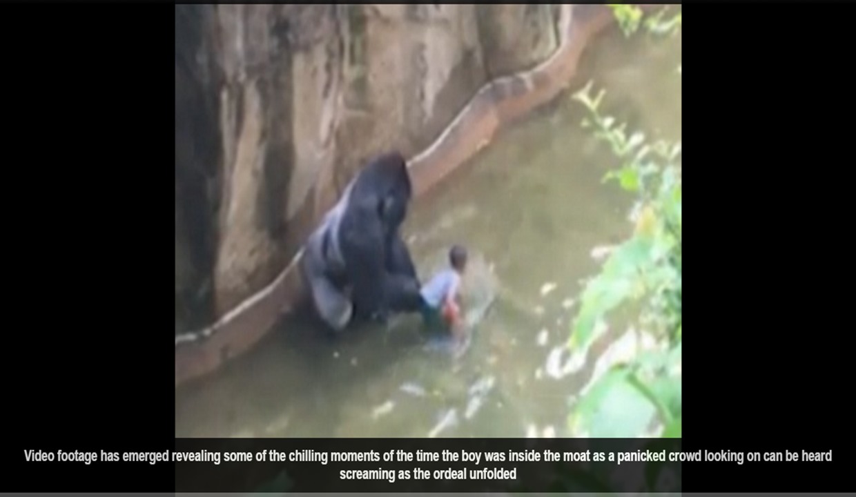 The Cincinnati Zoo shot and killed the 17-year-old gorilla after the boy fell into the gorilla exhibit moat on Saturday The Cincinnati Zoo shot and killed the 17-year-old gorilla after the boy fell into the gorilla exhibit moat on Saturday
