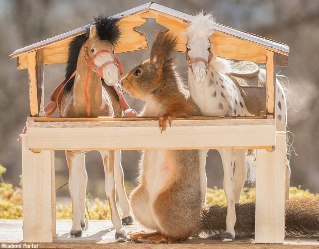 The squirrels love horsing Cheeky rodents love playing toy animals The squirrels love horsing Cheeky rodents love playing toy animals