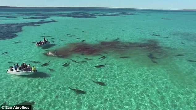 Incredible drone footage as 70 huge tiger sharks tear apart a dead whale in crystal clear water off the Australian coast Incredible drone footage as 70 huge tiger sharks tear apart a dead whale in crystal clear water off the Australian coast