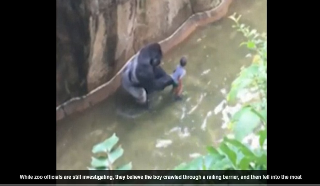 The Cincinnati Zoo shot and killed the 17-year-old gorilla after the boy fell into the gorilla exhibit moat on Saturday The Cincinnati Zoo shot and killed the 17-year-old gorilla after the boy fell into the gorilla exhibit moat on Saturday