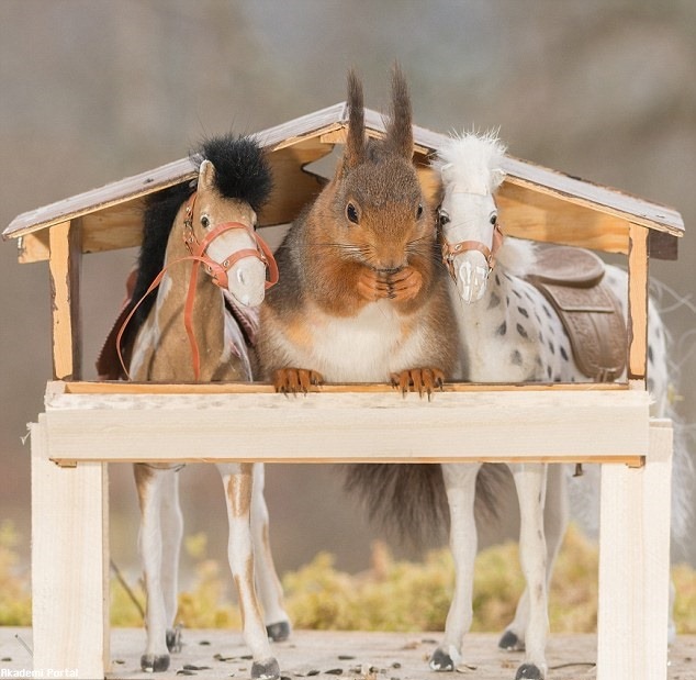 The squirrels love horsing Cheeky rodents love playing toy animals The squirrels love horsing Cheeky rodents love playing toy animals