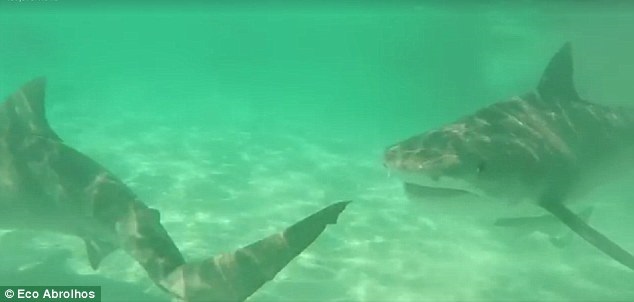 Incredible drone footage as 70 huge tiger sharks tear apart a dead whale in crystal clear water off the Australian coast Incredible drone footage as 70 huge tiger sharks tear apart a dead whale in crystal clear water off the Australian coast