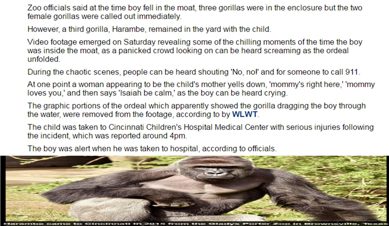 The Cincinnati Zoo shot and killed the 17-year-old gorilla after the boy fell into the gorilla exhibit moat on Saturday The Cincinnati Zoo shot and killed the 17-year-old gorilla after the boy fell into the gorilla exhibit moat on Saturday