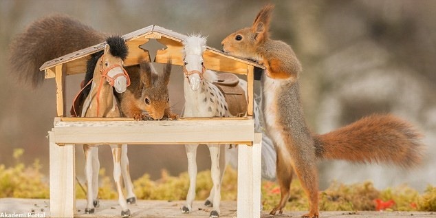 The squirrels love horsing Cheeky rodents love playing toy animals The squirrels love horsing Cheeky rodents love playing toy animals