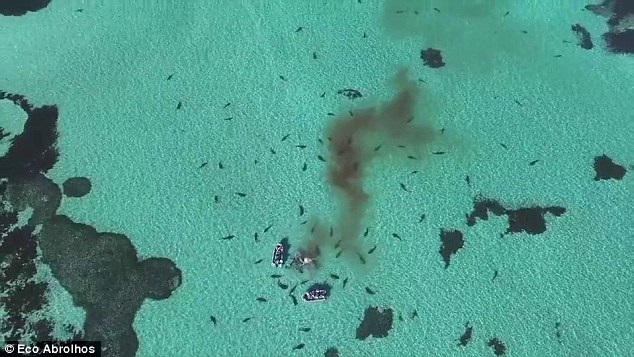 Incredible drone footage as 70 huge tiger sharks tear apart a dead whale in crystal clear water off the Australian coast Incredible drone footage as 70 huge tiger sharks tear apart a dead whale in crystal clear water off the Australian coast
