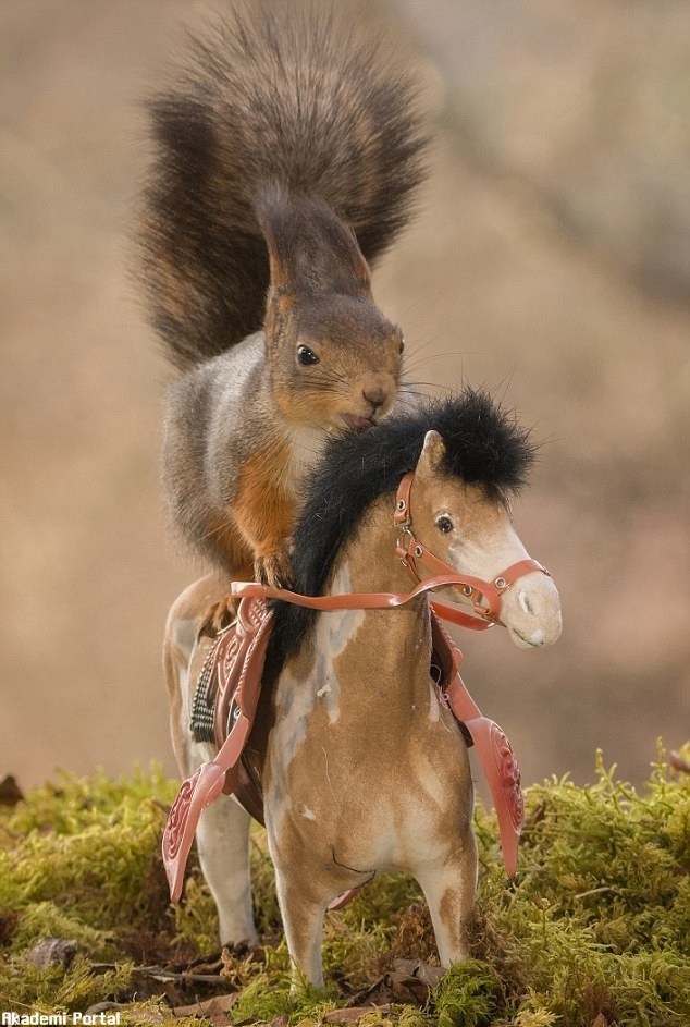 The squirrels love horsing Cheeky rodents love playing toy animals The squirrels love horsing Cheeky rodents love playing toy animals