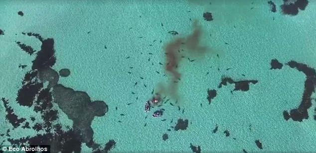 Incredible drone footage as 70 huge tiger sharks tear apart a dead whale in crystal clear water off the Australian coast Incredible drone footage as 70 huge tiger sharks tear apart a dead whale in crystal clear water off the Australian coast