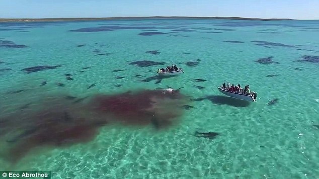 Incredible drone footage as 70 huge tiger sharks tear apart a dead whale in crystal clear water off the Australian coast Incredible drone footage as 70 huge tiger sharks tear apart a dead whale in crystal clear water off the Australian coast