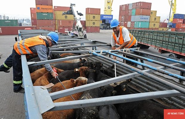 Horrific footage shows: Australian cattle being bludgeoned to death in Vietnam
