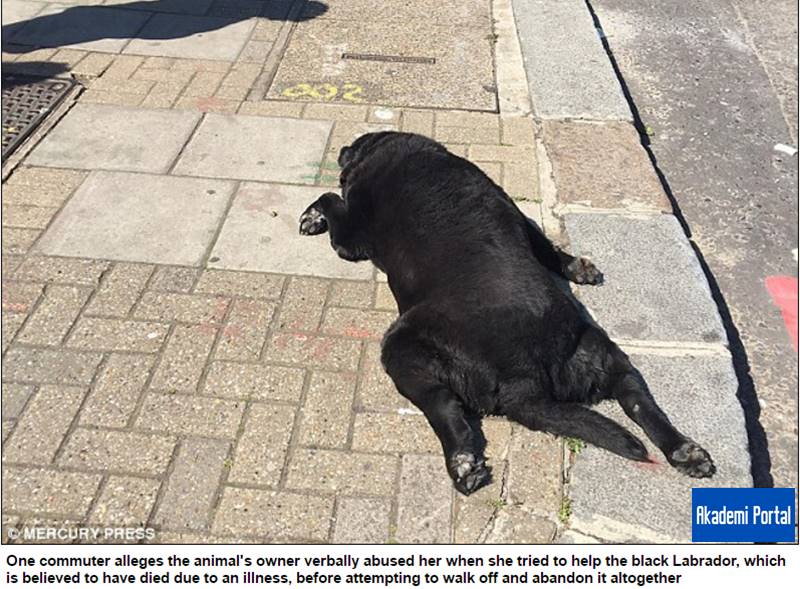Woman caught on camera appearing to drag dead dog on lead along street