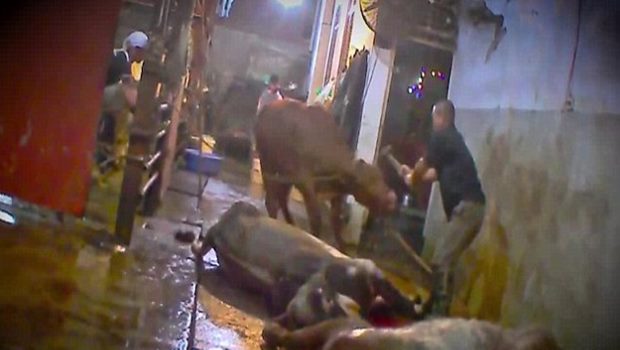 Horrific footage shows: Australian cattle being bludgeoned to death in Vietnam