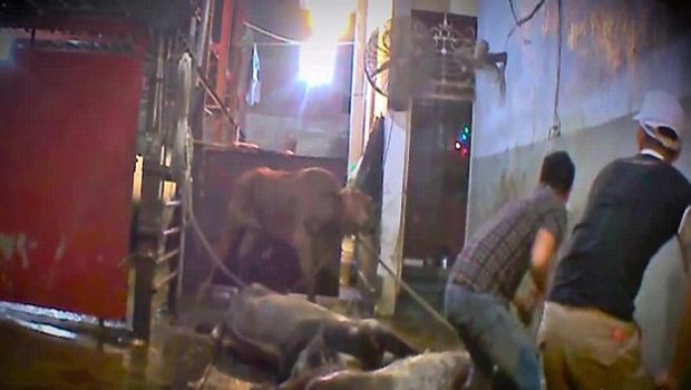 Horrific footage shows: Australian cattle being bludgeoned to death in Vietnam