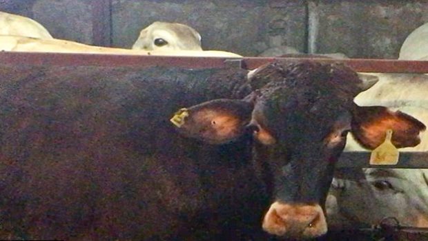 Horrific footage shows: Australian cattle being bludgeoned to death in Vietnam