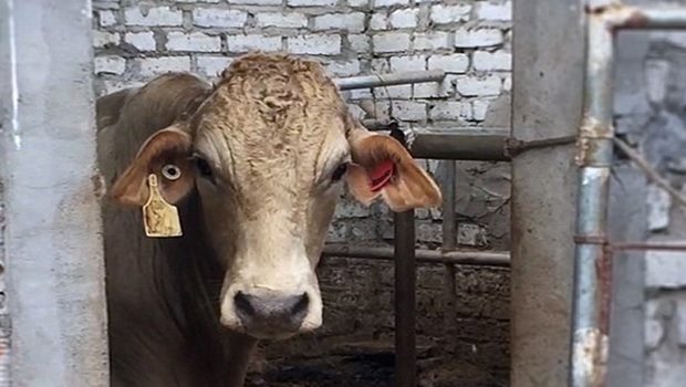 Horrific footage shows: Australian cattle being bludgeoned to death in Vietnam