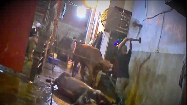 Horrific footage shows: Australian cattle being bludgeoned to death in Vietnam