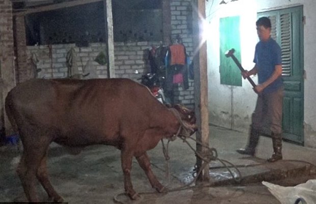 Horrific footage shows: Australian cattle being bludgeoned to death in Vietnam