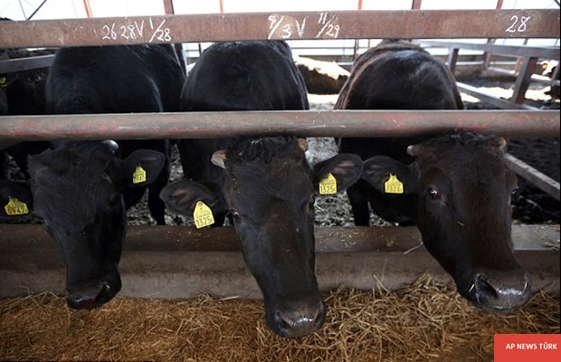 Horrific footage shows: Australian cattle being bludgeoned to death in Vietnam