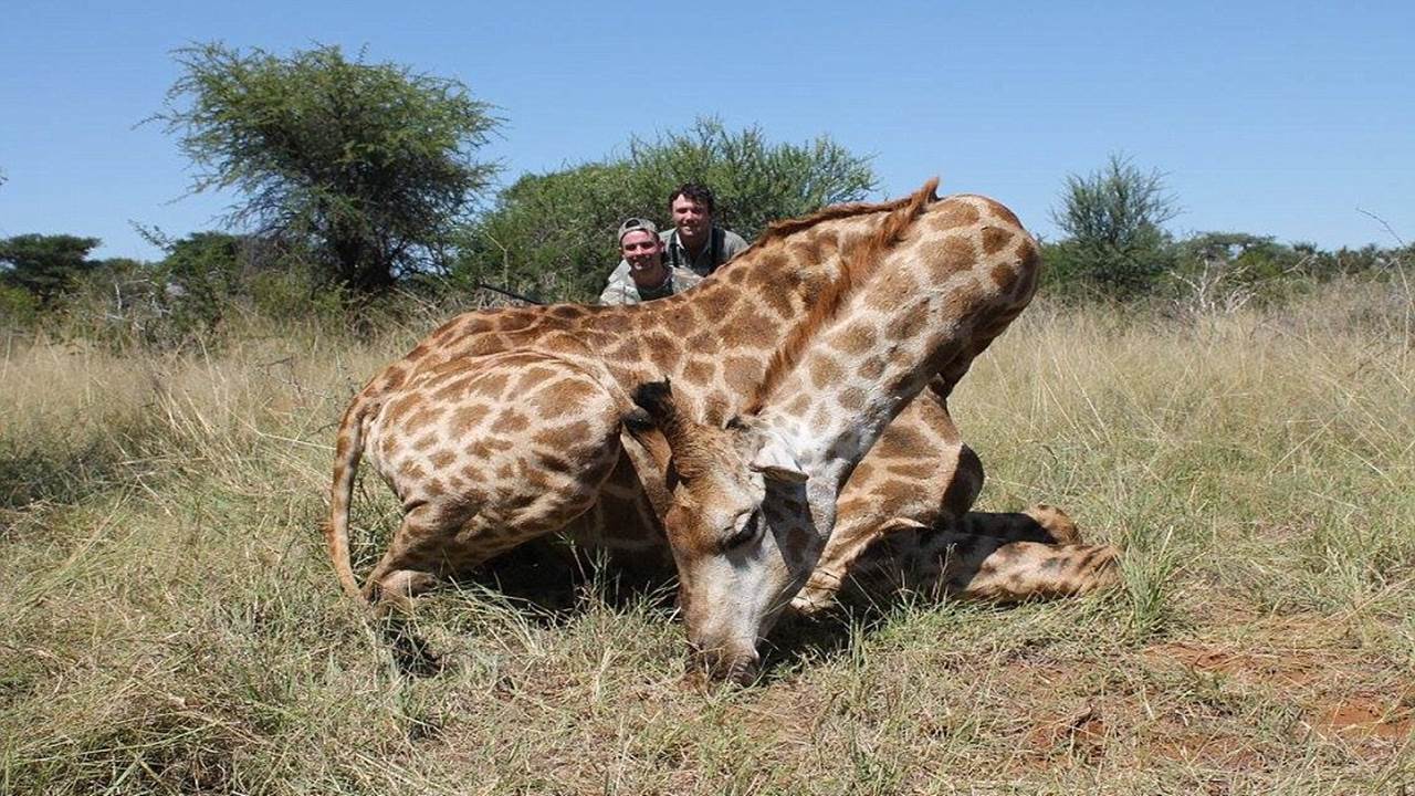 Lion is the tastiest meat I've ever eaten apart from giraffe