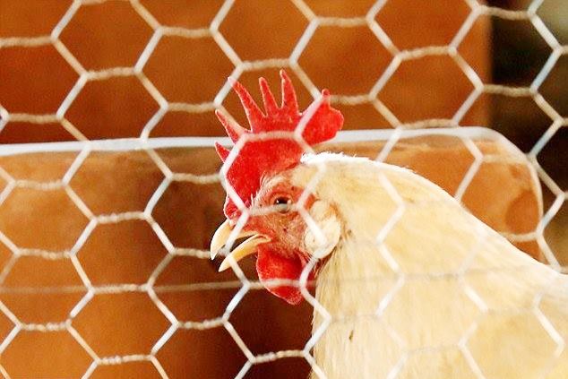 Microsoft billionaire Bill Gates says poor people should raise chickens if they want to improve their lives