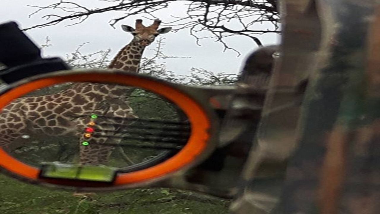 Lion is the tastiest meat I've ever eaten apart from giraffe