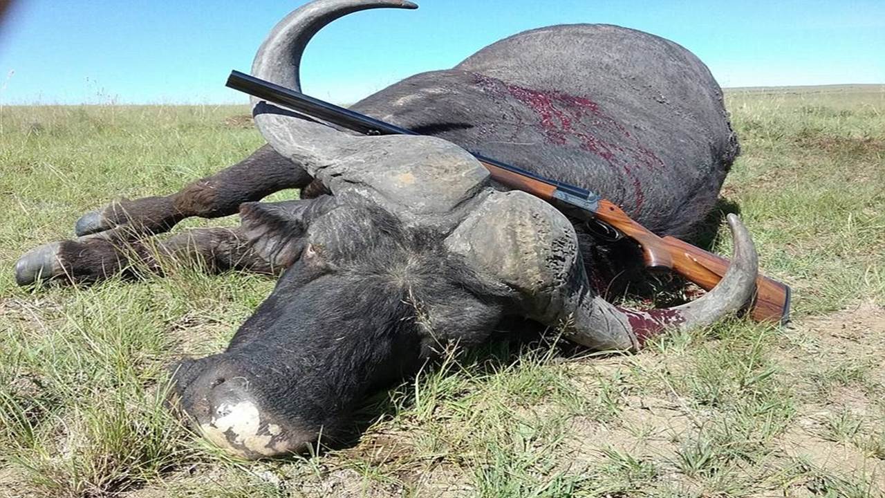 Lion is the tastiest meat I've ever eaten apart from giraffe