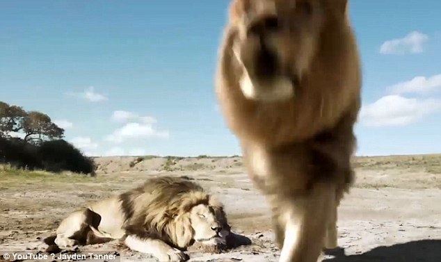 Lion Takes Revenge On Trophy Hunter: Lion takes its revenge on trophy hunter but viewers are skeptical