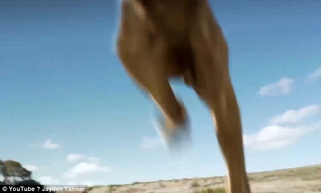 Lion Takes Revenge On Trophy Hunter: Lion takes its revenge on trophy hunter but viewers are skeptical