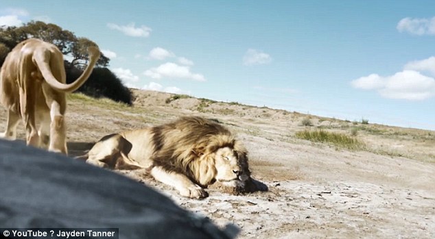 Lion Takes Revenge On Trophy Hunter: Lion takes its revenge on trophy hunter but viewers are skeptical